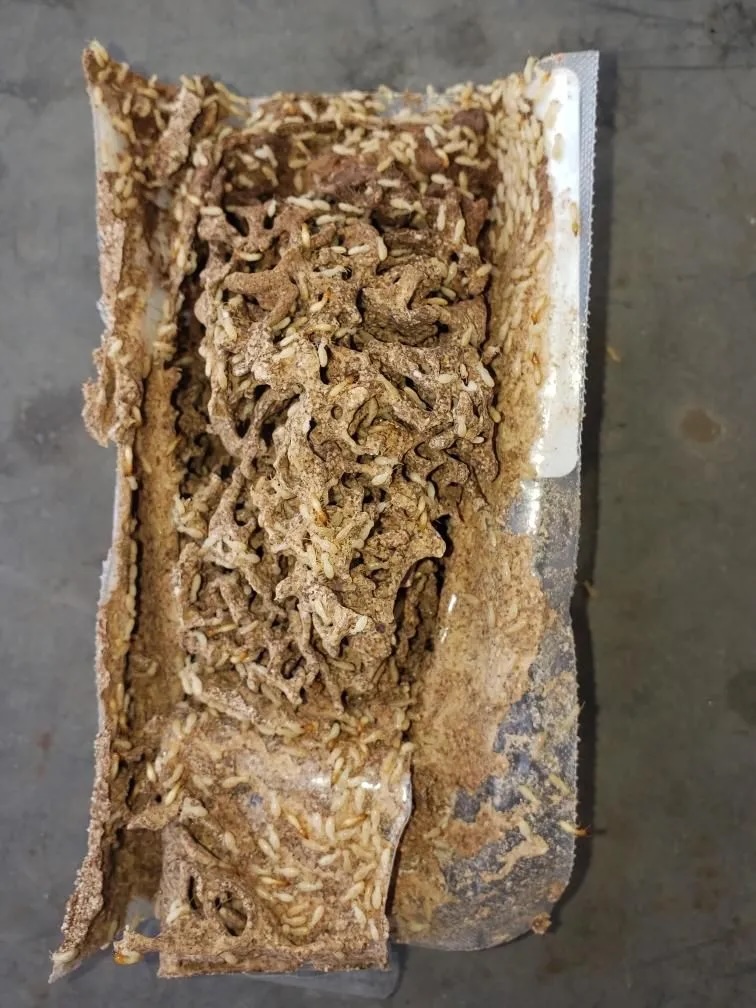 Close-up view of an infested Sentricon® bait station showing active termite activity and mud tubes.