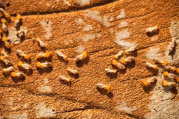 termites