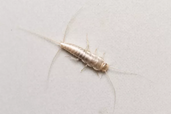 silverfish