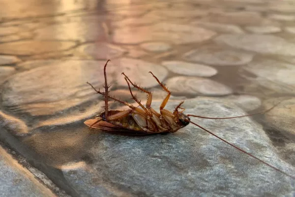 cockroach-on-the-floor