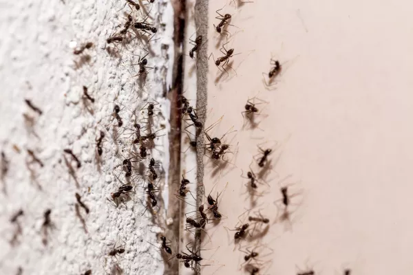 ant-picture
