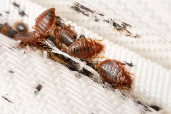 bed-bug