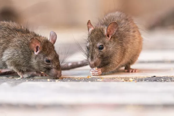 rats-eating-on-the-floor