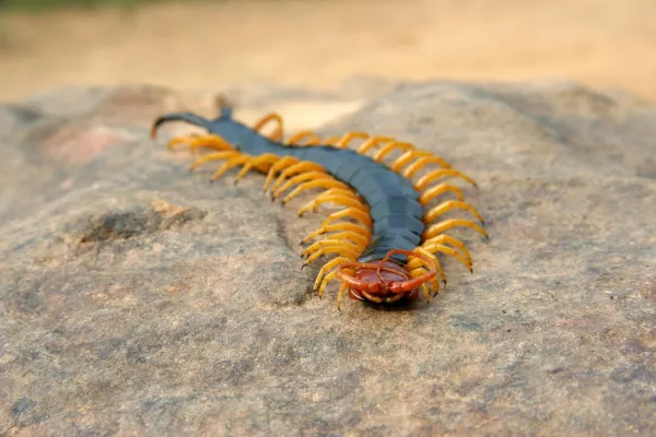 centipede