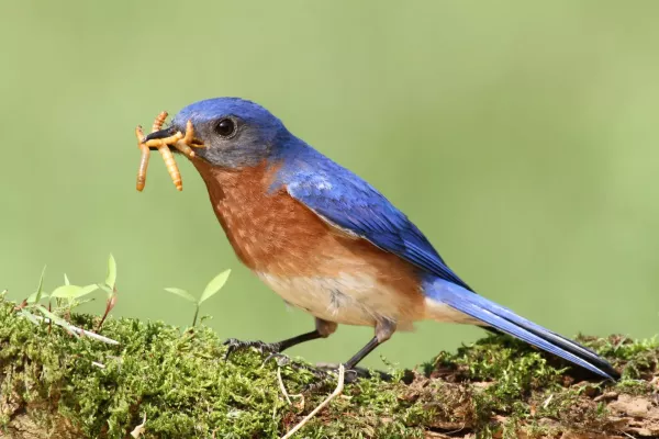 bird-image