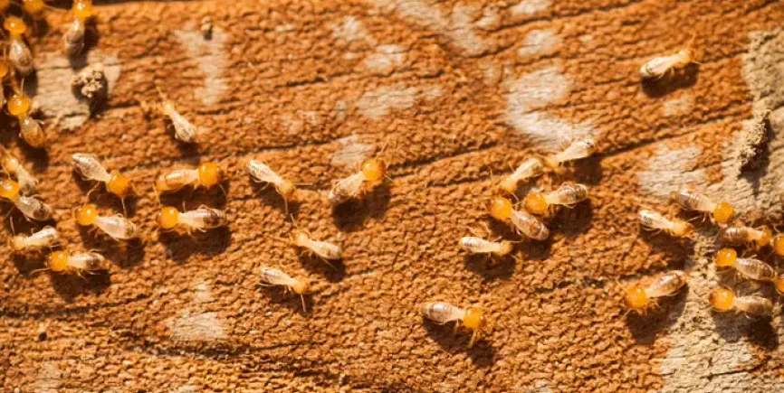 termites