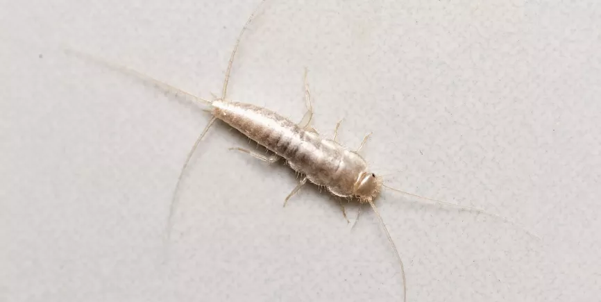 silverfish