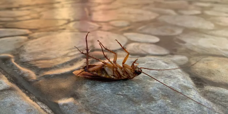 cockroach-on-the-floor