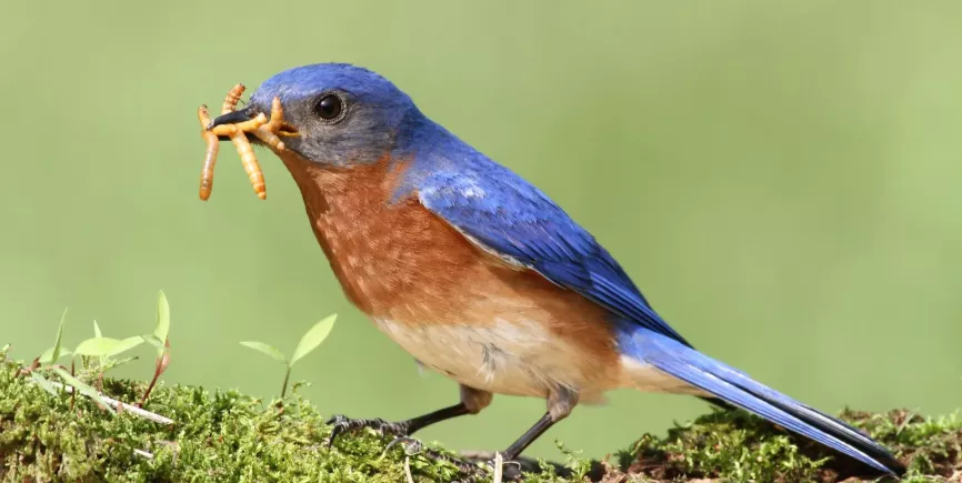bird-image