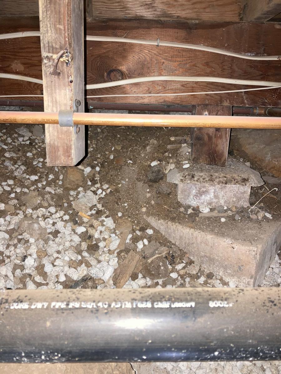 Rat Footprints: How to Identify and Assess Infestations