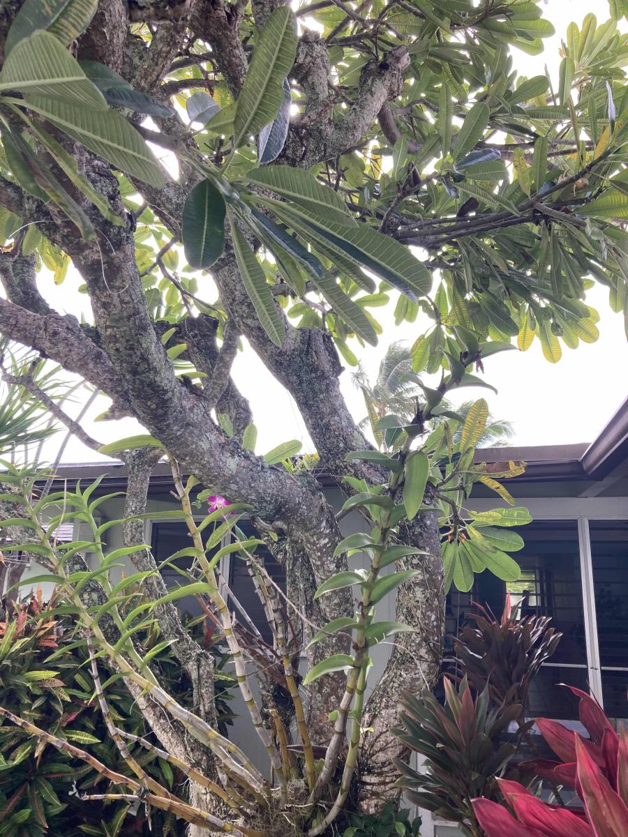 Bridges for Pests: How Overgrown Foliage Invites Infestations