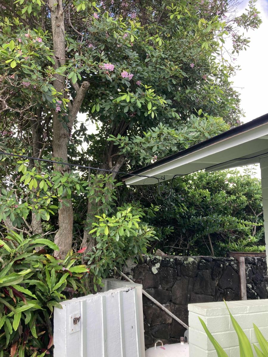 Bridges for Pests: How Overgrown Foliage Invites Infestations