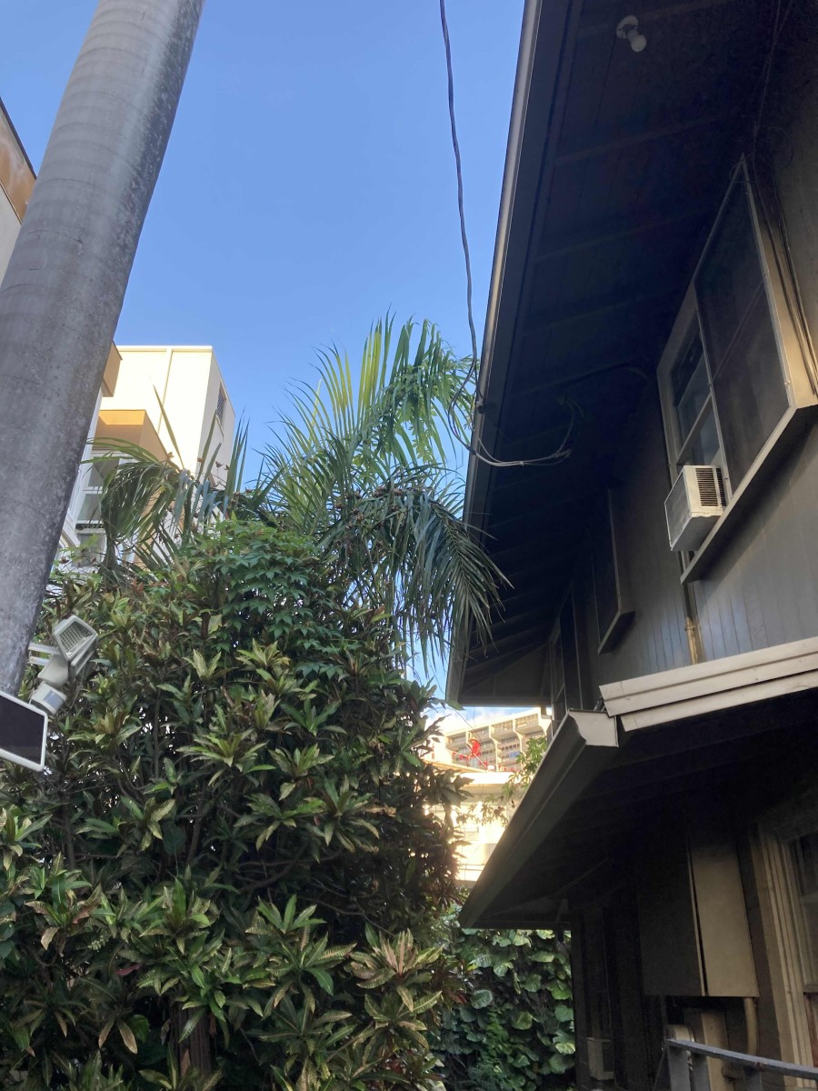 Bridges for Pests: How Overgrown Foliage Invites Infestations