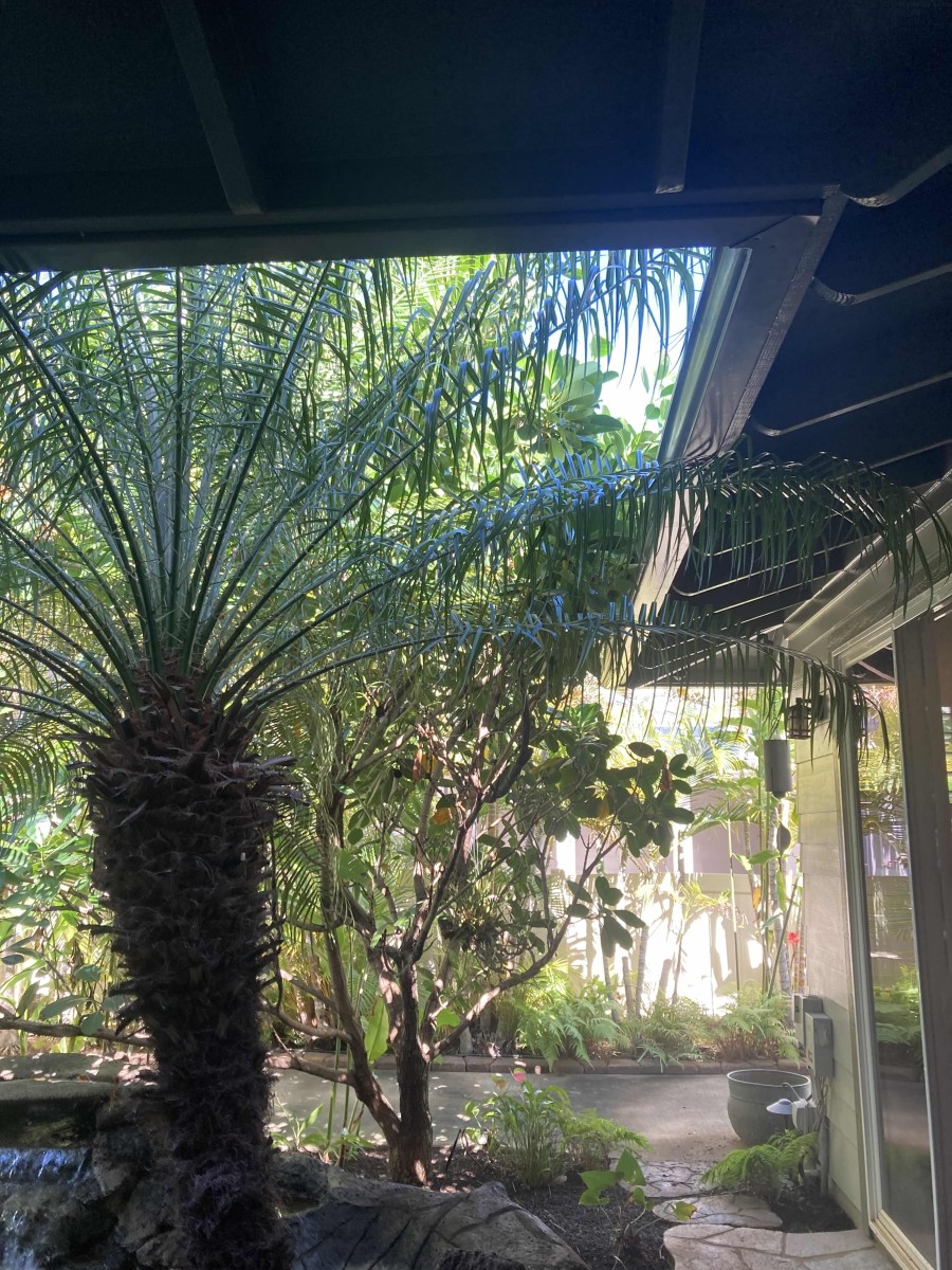 Bridges for Pests: How Overgrown Foliage Invites Infestations