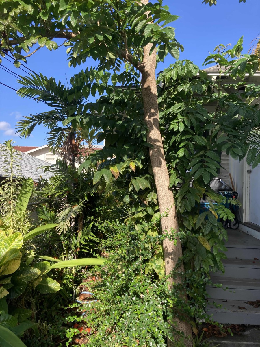 Bridges for Pests: How Overgrown Foliage Invites Infestations
