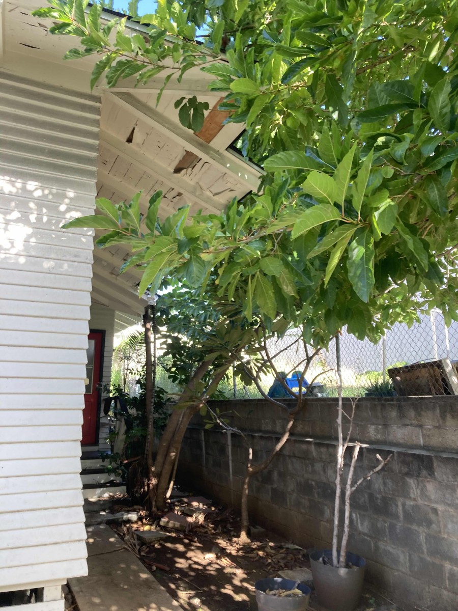 Bridges for Pests: How Overgrown Foliage Invites Infestations