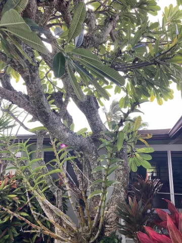 Bridges for Pests: How Overgrown Foliage Invites Infestations